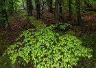 Eddie Sherwood - A Woodland Fan.jpg